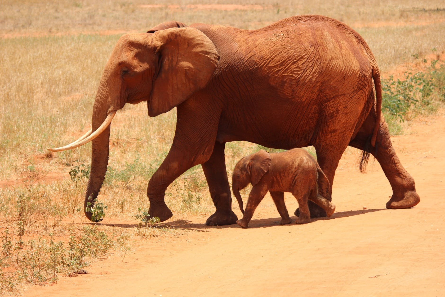 elephant-cub-tsavo-kenya-66898.jpeg