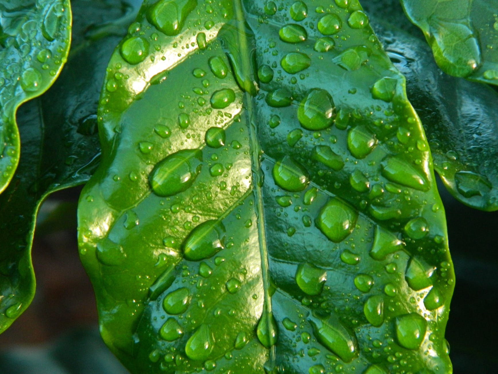 close up photography of leaf with water drops
