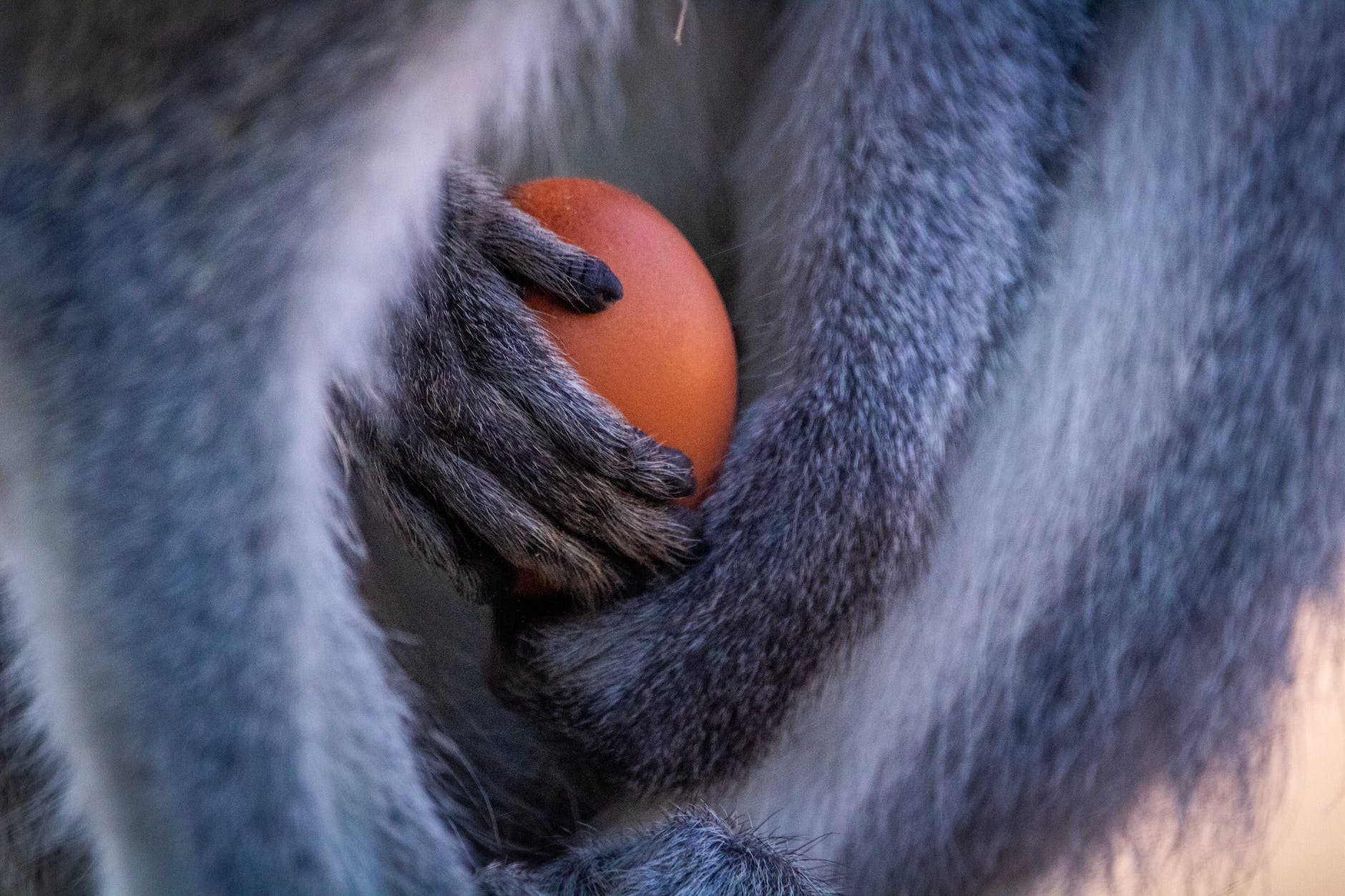 my precious mandarin